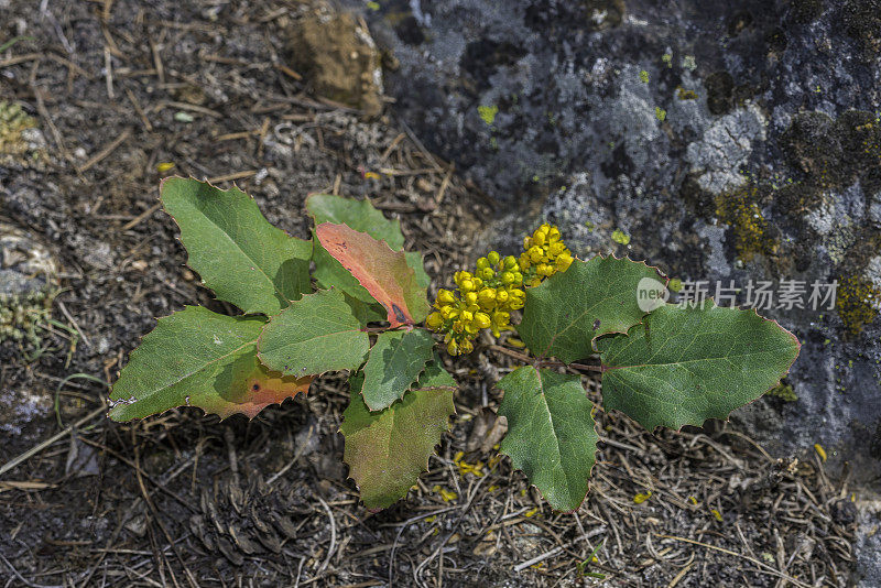 Mahonia repens通常被称为匍匐Mahonia，匍匐俄勒冈葡萄，匍匐小檗，或匍匐小檗，是一种原产于落基山脉和北美西部地区的Mahonia。黄石国家公园，怀俄明州。